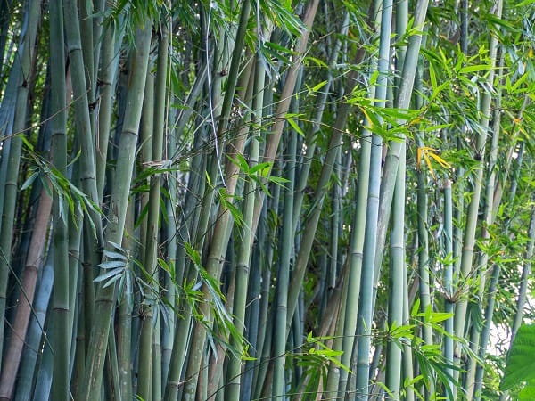 Giải mã mơ thấy cây tre ẩn chứa thông điệp may hay rủi?