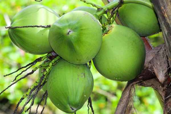 Mộng thấy mình đang hái quả dừa