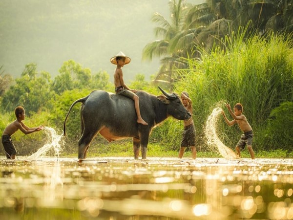 Tuổi Sửu ngày 29/5/2025 bản lĩnh vượt sóng con số cát tường