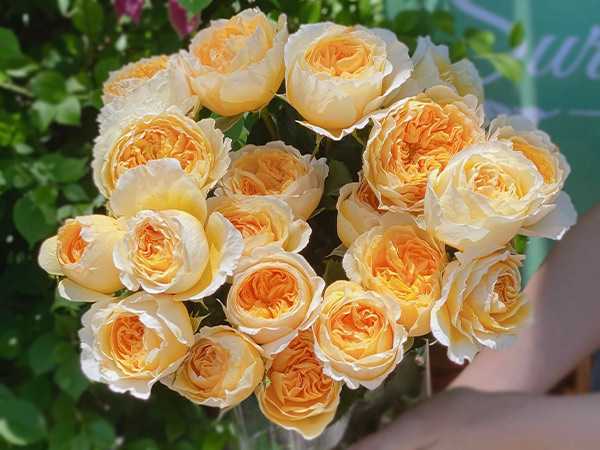 Mơ thấy hoa hồng là có điềm gì cặp số gì may mắn?