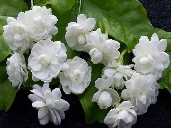 Mơ thấy mình tặng hoa nhài cho người khác