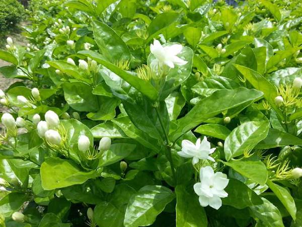 Chiêm bao thấy hoa nhài trắng nở rộ trong sân