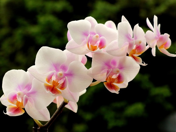 Mơ thấy hoa lan héo úa