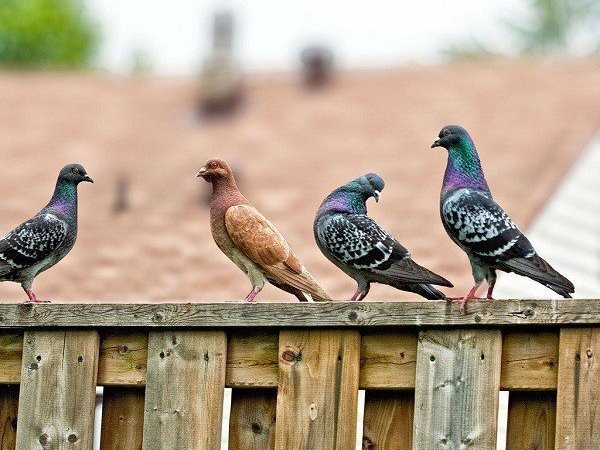 Ngủ mơ thấy chim bồ câu có phải tin vui đến?