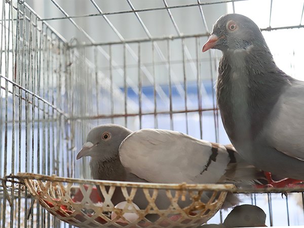 Ngủ mơ thấy chim bồ câu có phải tin vui đến?