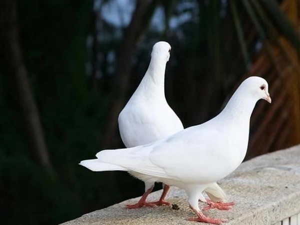 Ngủ mơ thấy chim bồ câu có phải tin vui đến?