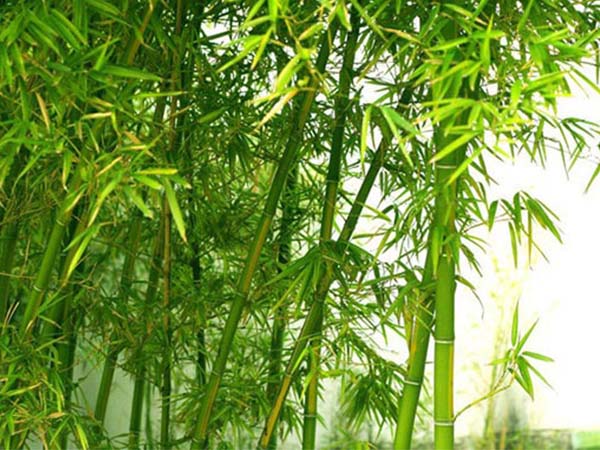 Nằm mơ thấy cây tre thể hiện thông điệp gì