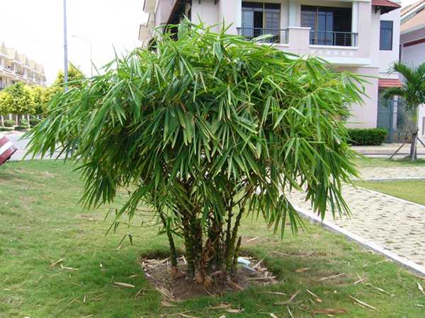 Nằm mơ thấy cây tre thể hiện thông điệp gì