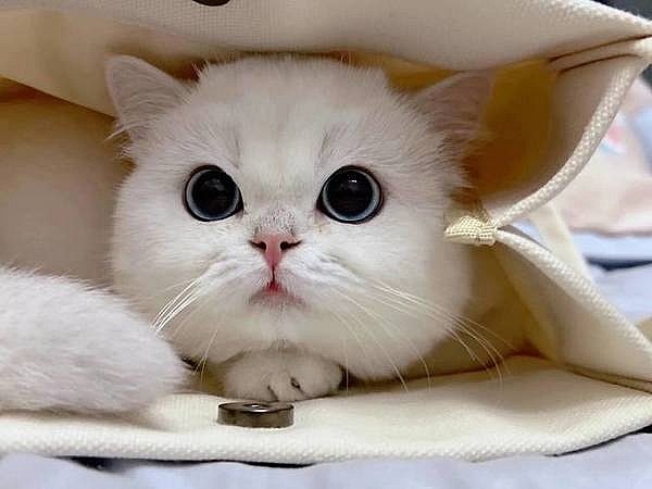 Tử vi tuổi Mão ngày 24/9/2025 số tài lộc tuổi Mão