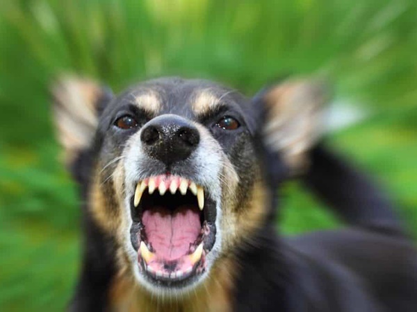 Bất an với điềm báo lạ khi ngủ mơ thấy chó dại