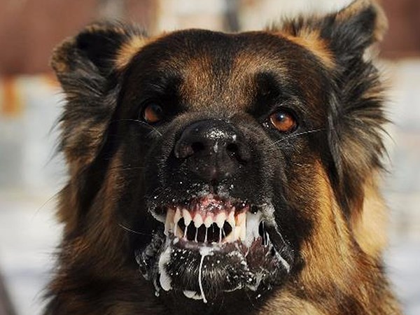 Bất an với điềm báo lạ khi ngủ mơ thấy chó dại