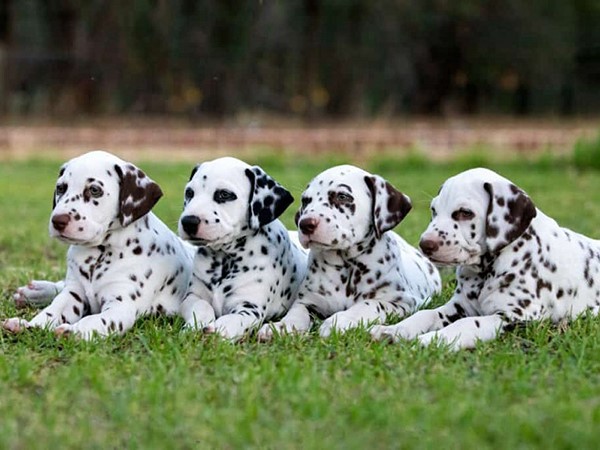 Nằm mơ thấy chó đốm mang điềm báo bất ngờ