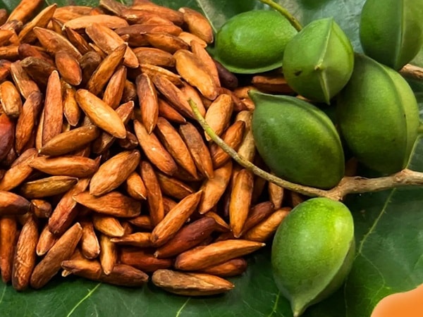 Giải mã giấc mơ thấy nhiều quả bàng rụng