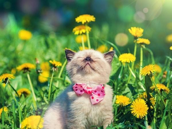 Giải mã cụ thể nằm mơ thấy mèo con mang ý nghĩa gì?