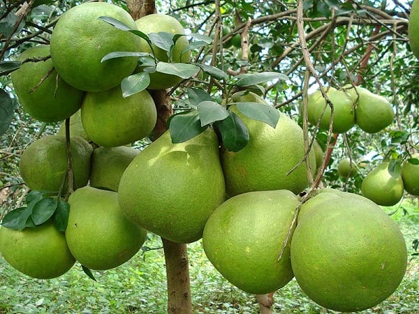Mộng thấy nhiều quả bưởi