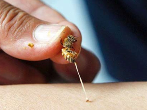Nằm mơ thấy bị ong đốt là điềm báo gì, hên hay xui?