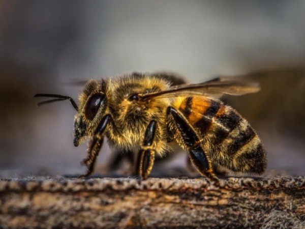 Nằm mơ thấy bị ong đốt là điềm báo gì, hên hay xui?