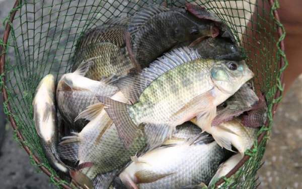 Ngủ mơ bắt được nhiều cá là điềm gì báo hiệu tài lộc?
