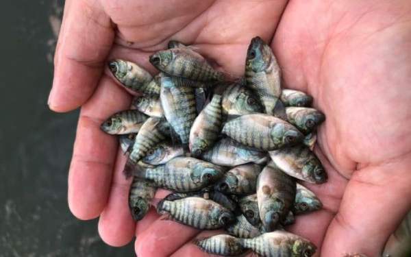 Giải mã giấc chiêm bao bắt được cá dưới sông lớn