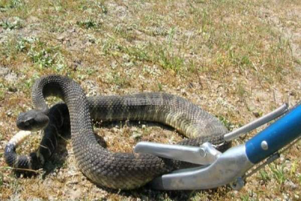 Luận giải giấc chiêm bao thấy giết rắn độc