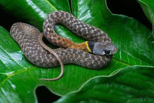 Nằm mơ thấy giết rắn là điềm gì cho tài lộc và tình duyên?