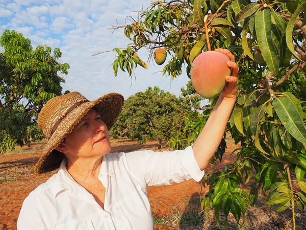 Nằm mơ thấy hái xoài xanh, xoài chín là điềm lành hay dữ?