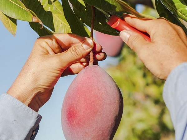 Mộng thấy hái được nhiều xoài