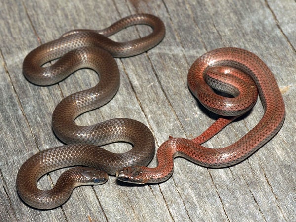 Giải mã chi tiết nằm mơ thấy 2 con rắn là điềm gì, số mấy?