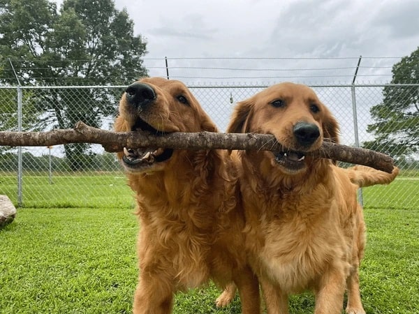 Luận giải nằm mơ thấy 2 con chó vàng là điềm gì, số mấy?