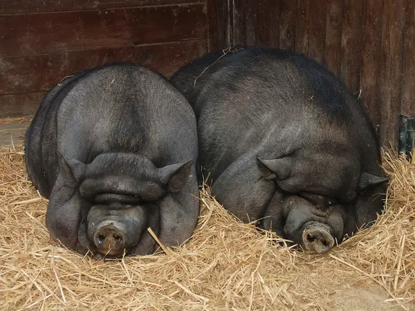 Giải mã chi tiết nằm mơ thấy 2 con lợn đen là điềm gì?