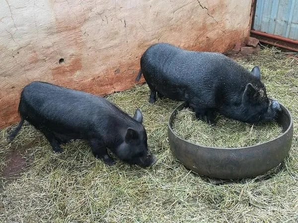 Giải mã chi tiết nằm mơ thấy 2 con lợn đen là điềm gì?