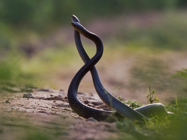 Giải mã nằm mơ thấy 2 con rắn đánh con gì trúng thưởng?