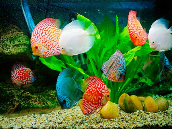 Luận giải giấc mộng thấy đàn cá dưới góc nhìn tâm lý học