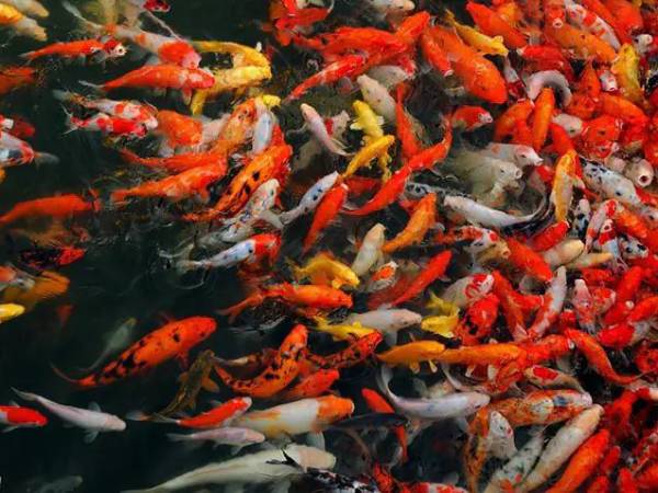 Luận giải ý nghĩa giấc mơ thấy đàn cá là điềm gì?