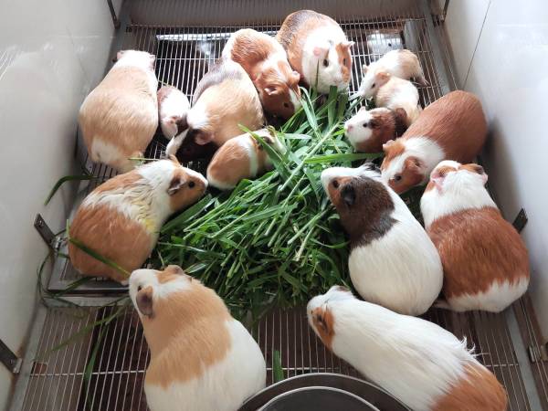 Chiêm bao thấy đàn chuột chạy vào nhà