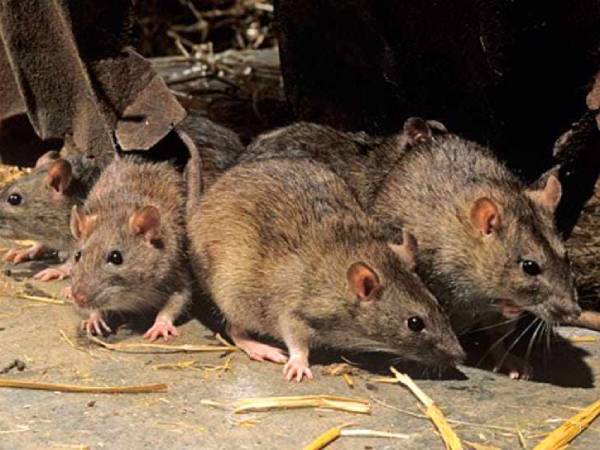 Tìm hiểu ý nghĩa giấc mơ thấy đàn chuột chuẩn tâm linh có điềm gì?