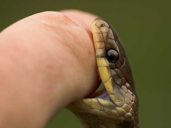 Giải mã nằm mơ thấy rắn cắn đánh con gì, số mấy trúng thưởng?