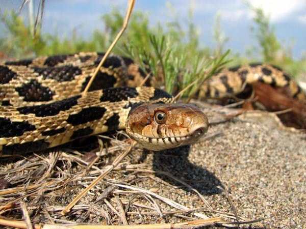 Giải mã ý nghĩa những trường hợp nằm mơ thấy rắn đuổi là điềm gì?