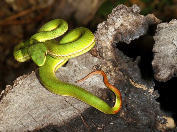 Giải mã nằm mơ thấy rắn đuổi đánh con gì, số mấy may mắn?