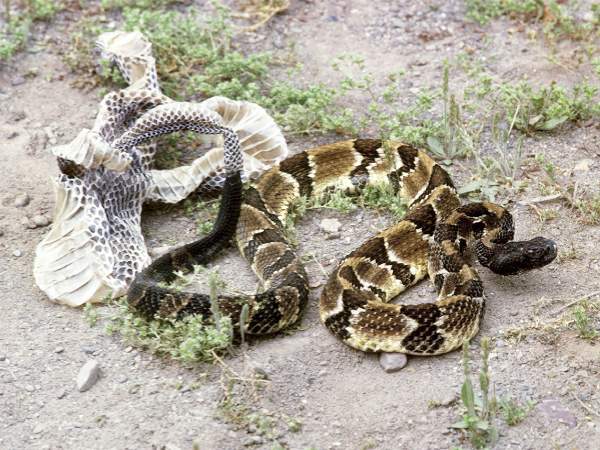 Nằm mơ thấy rắn lột xác là điềm gì? Cơ hội hay rủi ro?