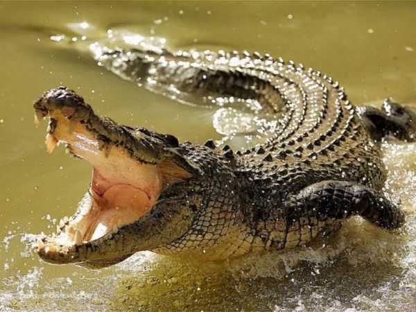 Giải mã nằm mơ thấy cá sấu đánh con gì trúng thưởng?