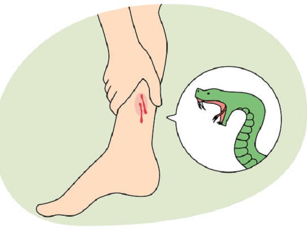 Giải mã nằm mơ thấy rắn cắn là điềm gì, có số nào may mắn?