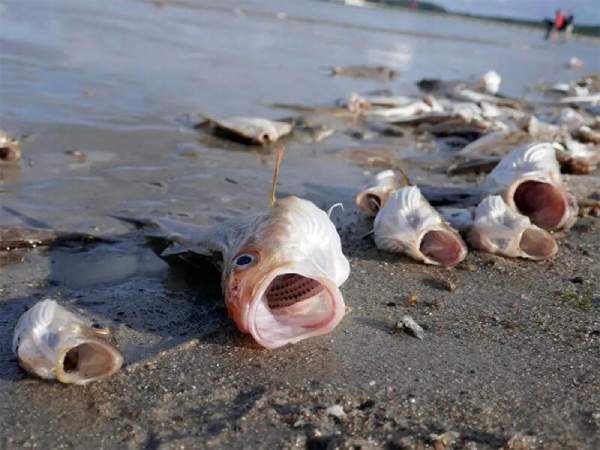 Mộng thấy mình vớt cá chết lên