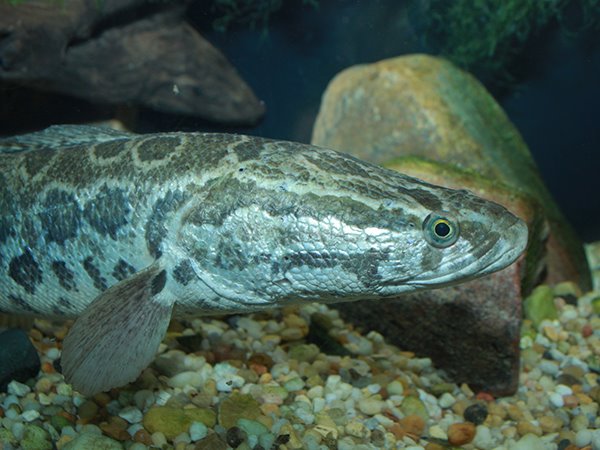 Nằm mơ thấy cá chuối là điềm gì, con số gì phú quý?