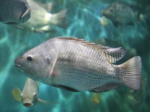 Nằm mơ thấy cá rô là số mấy phát tài có ý nghĩa gì Nằm mơ thấy cá rô là số mấy phát tài có ý nghĩa gì