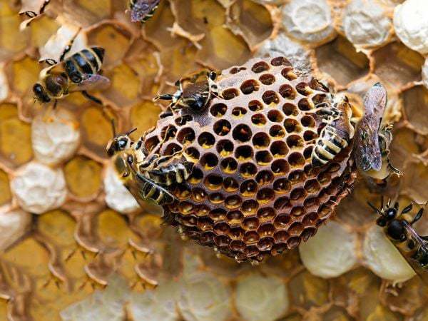 Mộng thấy đàn ong đang hút mật hoa