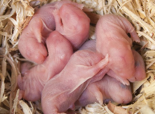 Chiêm bao thấy đàn chuột con