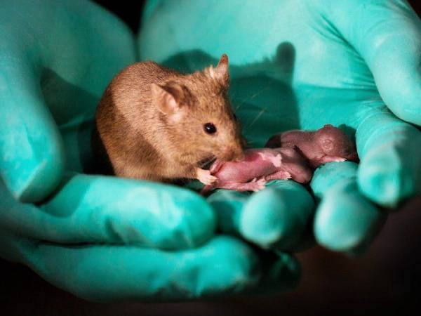 Khám phá ý nghĩa giấc mơ thấy chuột con là điềm gì?