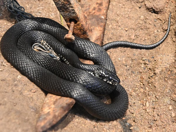 Giải mã nằm mơ thấy rắn màu đen đánh con gì, số mấy may mắn?