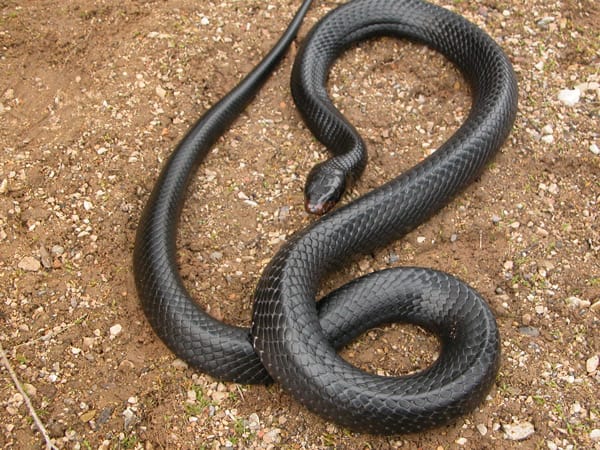 Khám phá nằm mơ thấy rắn màu đen là điềm gì, số nào đại cát?